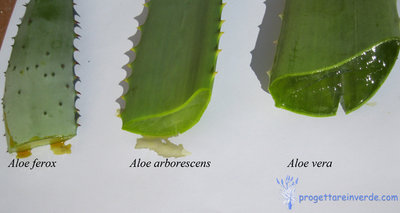 aloe1.jpg