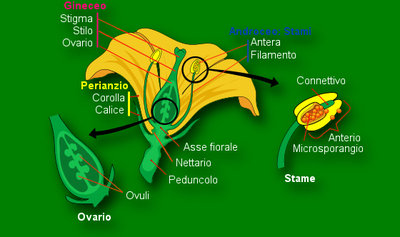 Anatomia fiore peperoncino.jpg