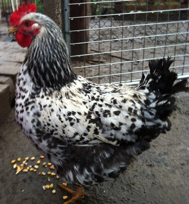 gallina maculata.JPG