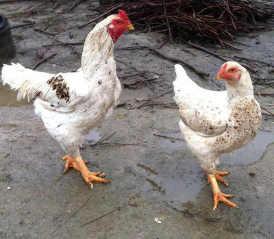 gallo e gallina cornish giubileo.JPG