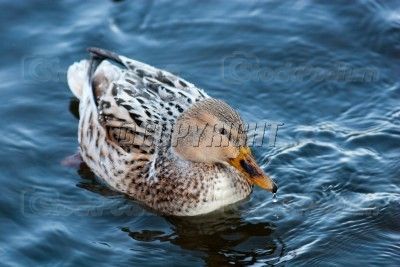 StockPodium_9756442_Partial-albino-of-a-duck-Female-of-a-wild-Mallard-duck (1).jpg