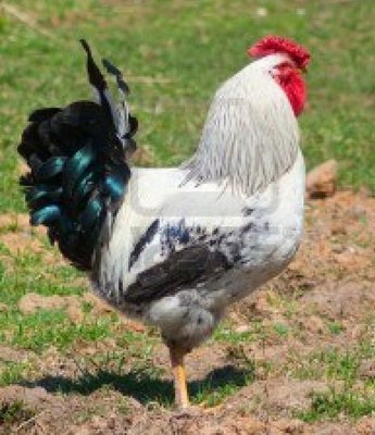 4811927-un-gallo-grigio-su-sfondo-verde-erba.jpg