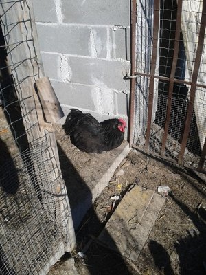 Australorp.jpg