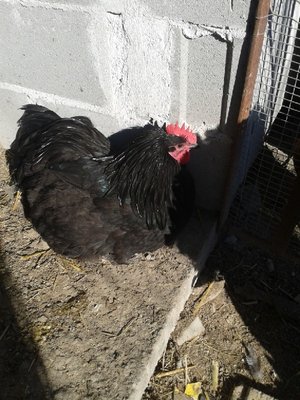 Australorp1.jpg