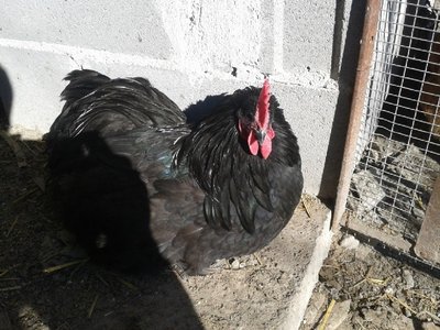 Australorp2.jpg