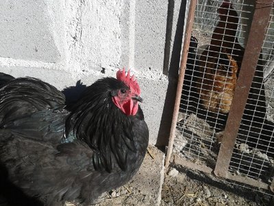 Australorp3.jpg