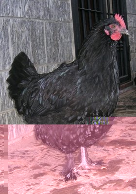 marans.jpg