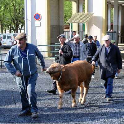 veau-en-partance.jpg