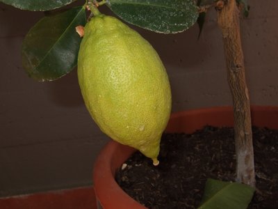 LimoneFrutto2.jpg