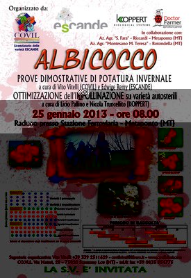 albicocco 2013 gennaio piccola.jpg