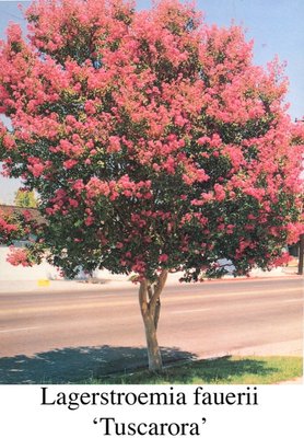 Lagerstroemia 'Tuscarora' 2.jpg