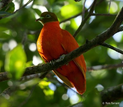 orange_dove_1350_hbw.JPG