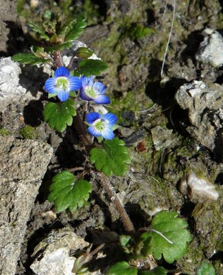 Occhietti di primavera.jpg