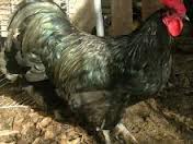 australorp.jpg