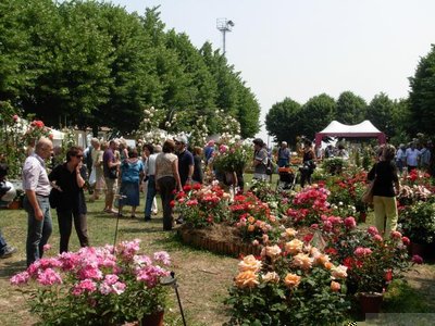 coniolo fiori 2013.jpg