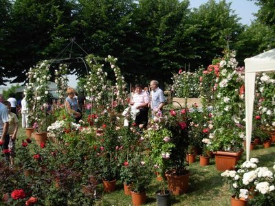 coniolo fiori.jpg