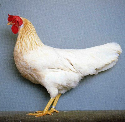 sellato_rosso_gallina.jpg