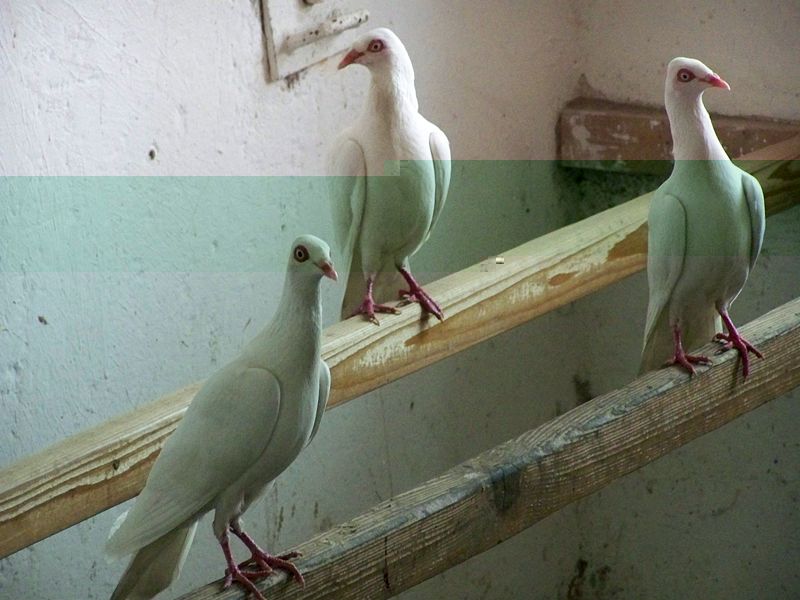 800px-Stralsunder_Hochflieger_im_Stralsunder_Tierpark.JPG