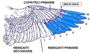 taglio remiganti.jpg