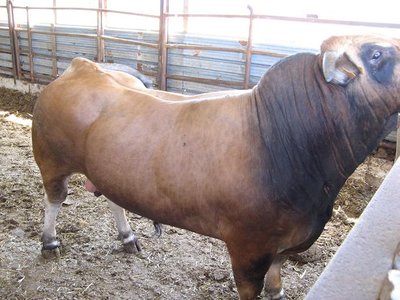 aubrac.JPG