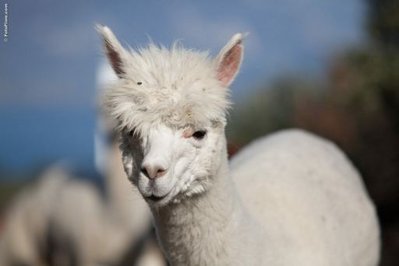 fotofiore-elalpaca-alpaca-malcesine-4589 ridott.jpg