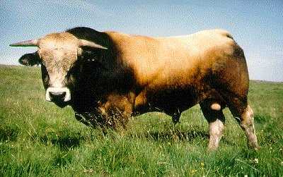 Aubrac.jpg