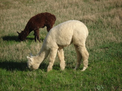 Alpaca la pascolo 13.JPG