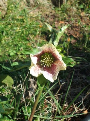 ROSA DI NATALE.JPG