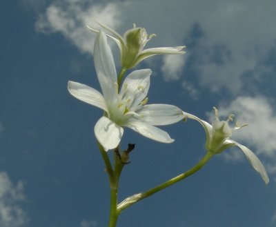 Fiore bianco.jpg