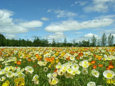 flores do campo.jpg