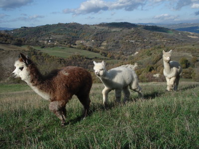 Baby apaca-Artù e Mo-Moon al pascolo.JPG