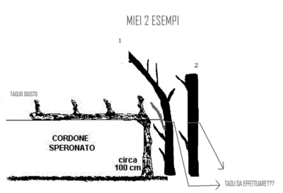 allevamento%20cordone%20speronato.gif