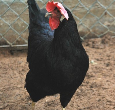 petto gallina nera.JPG