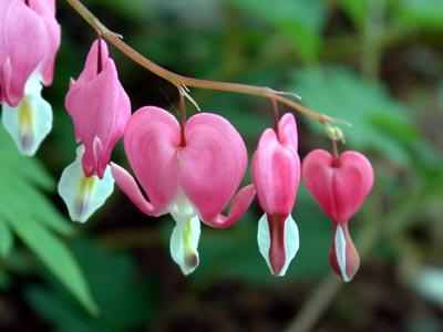 dicentra-spectabilis_rosa.jpg