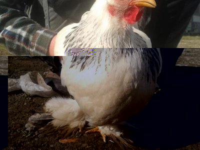 Gallina 3.JPG