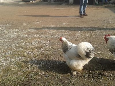 Gallina 4.JPG