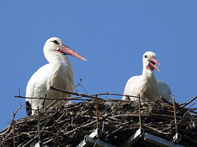 Cicogne Fucecchio (foto di Gino Santini).JPG