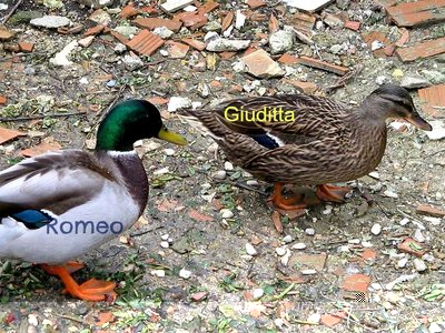 romeo e giuditta.JPG