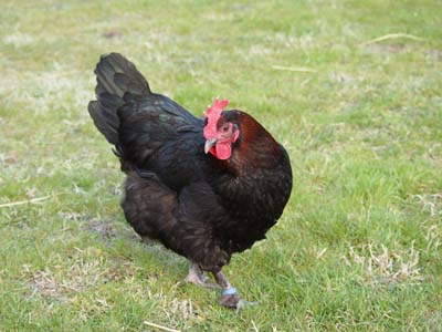 marans5copia.jpg