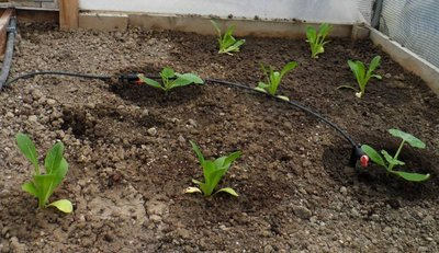 Zucchine e insalata sotto tunnel.jpg