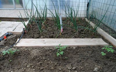 Pomodori Costoluto sotto tunnel.jpg