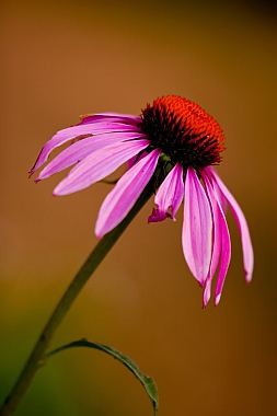 917_Echinacea3_b.jpg