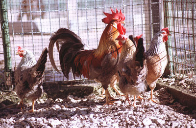 Gallo_galline_2_ridotta2.jpg