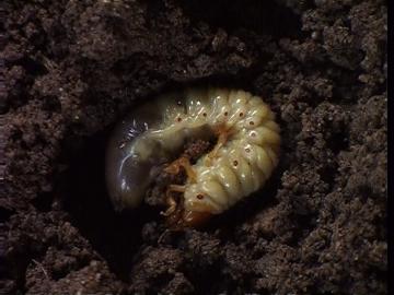 Larva maggiolino.jpg