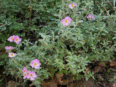 cistus_incanus_cisto_rosso_cisto_villoso_01_g.jpg