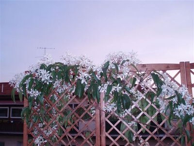 Clematis armandii1.JPG