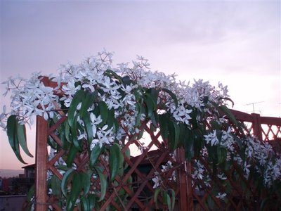 Clematis armandii2.JPG