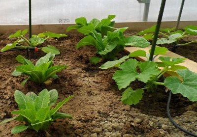 Zucchine e insalata sotto tunnel.jpg