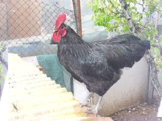 gallo australorp.jpg