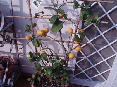 limone.JPG